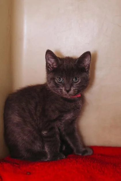 A Flute PetSmart James thumbnail 3