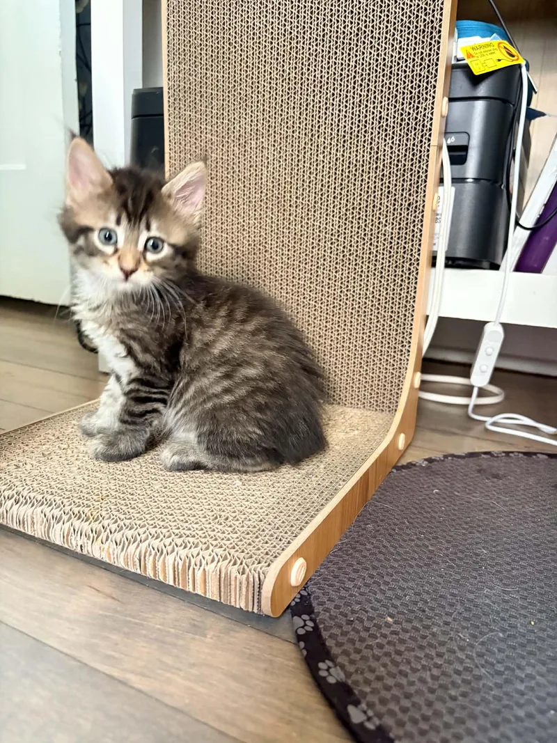 A baby small-sized female Domestic Medium Hair cat named Anchovy for adoption in Milwaukee, WI