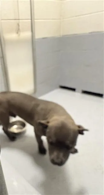 A young large-sized male Pit Bull Terrier dog named Vienna for adoption in Augusta, GA