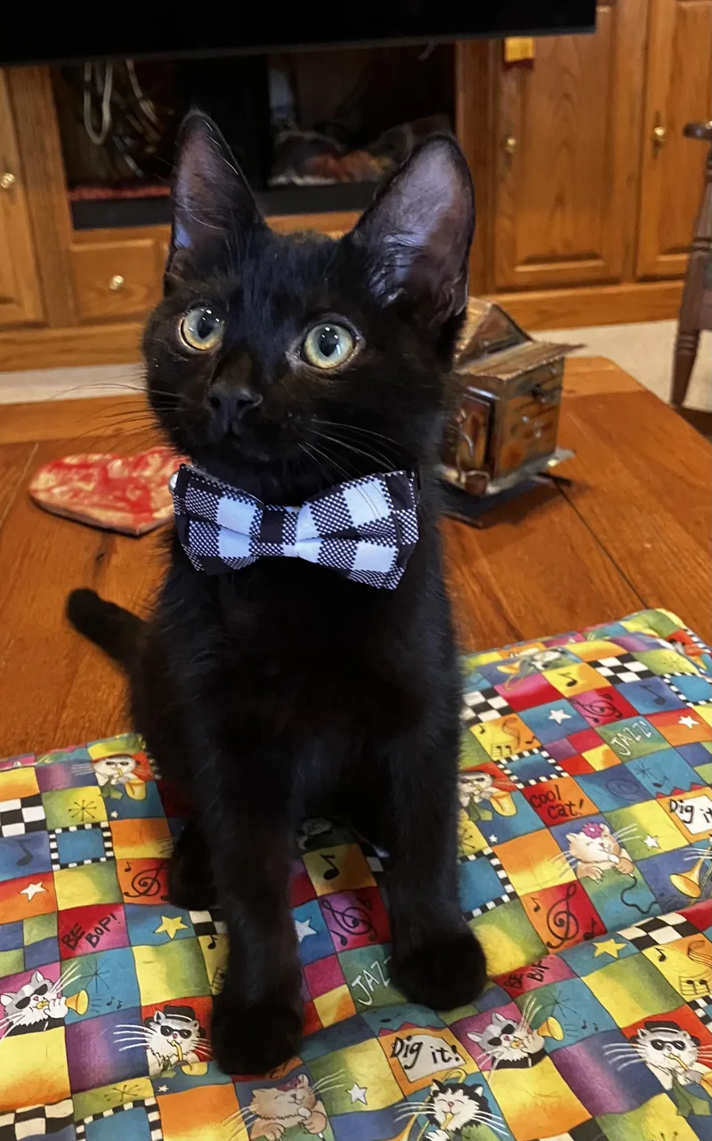 A baby small-sized male Domestic Short Hair cat named Aaron for adoption in Elk Grove, CA