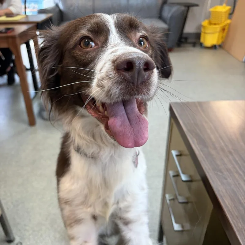 An adult medium-sized female Brown / Chocolate Brittany Spaniel dog named Sugar for adoption in Delaware, OH