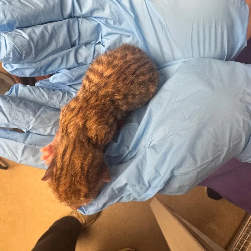A baby small-sized male Brown / Chocolate Domestic Short Hair cat named Shawn Hunter for adoption in Columbiana, AL