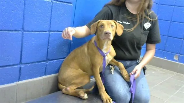A young small-sized male Weimaraner dog named David for adoption in Albuquerque, NM