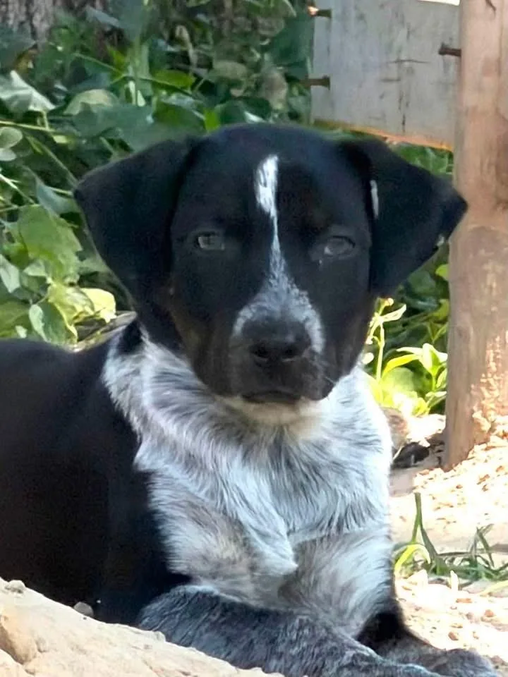 A baby medium-sized female Tricolor (Brown, Black, & White) Australian Shepherd dog named Giggle "JUST ARRIVED" for adoption in Richardson, TX