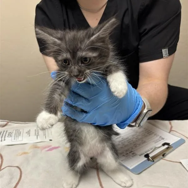 A baby small-sized male Gray / Blue / Silver Domestic Short Hair cat named Cody for adoption in Tempe, AZ