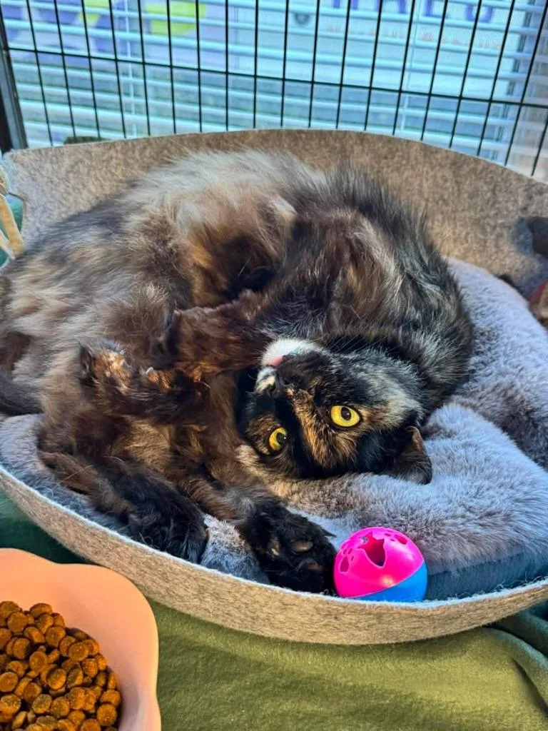 An adult medium-sized female Domestic Medium Hair cat named Sen for adoption in Sebastian, FL