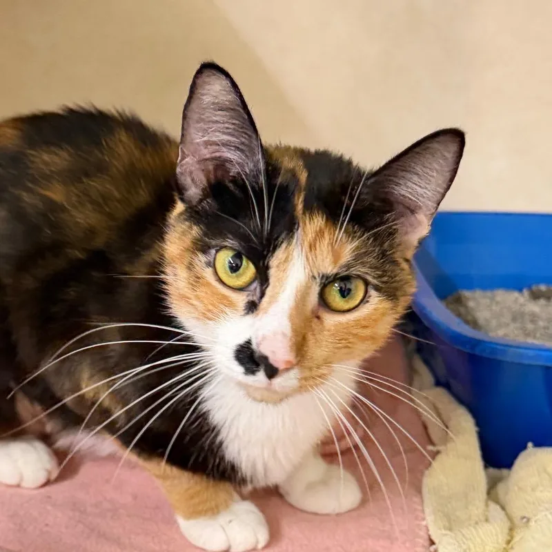 A young medium-sized female Domestic Short Hair cat named Cinna for adoption in Battle Creek, MI