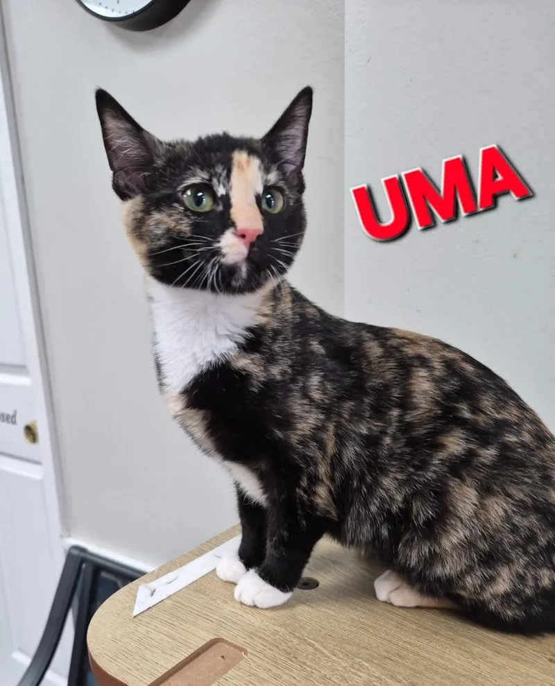 A baby medium-sized female Domestic Short Hair cat named Uma for adoption in Rome, GA