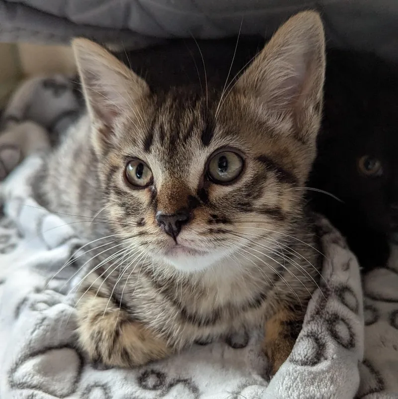 A baby medium-sized male Domestic Short Hair cat named Eggs for adoption in Aberdeen, WA
