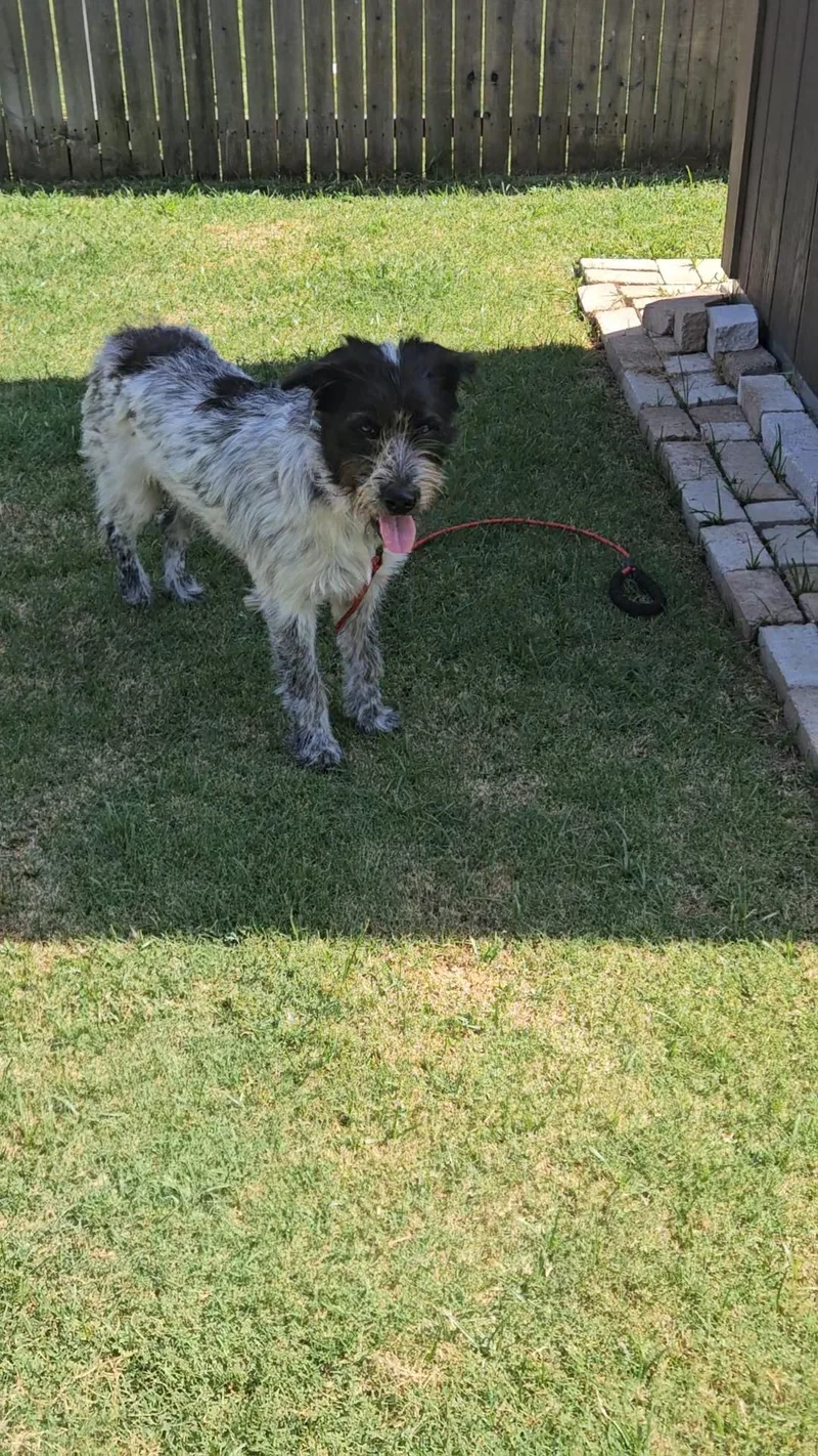 A young medium-sized female German Wirehaired Pointer dog named Oreo for adoption in Pottsboro, TX