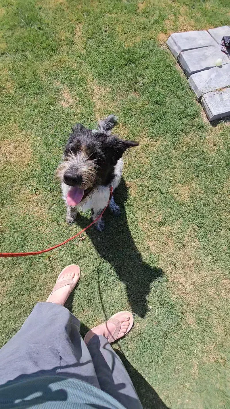 Oreo thumbnail 2
