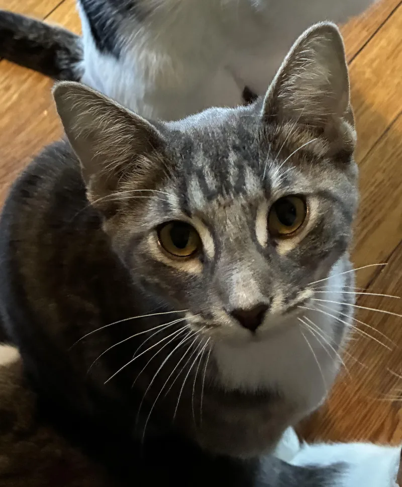 A young medium-sized female Gray & White Domestic Short Hair cat named Boots for adoption in South Euclid, OH