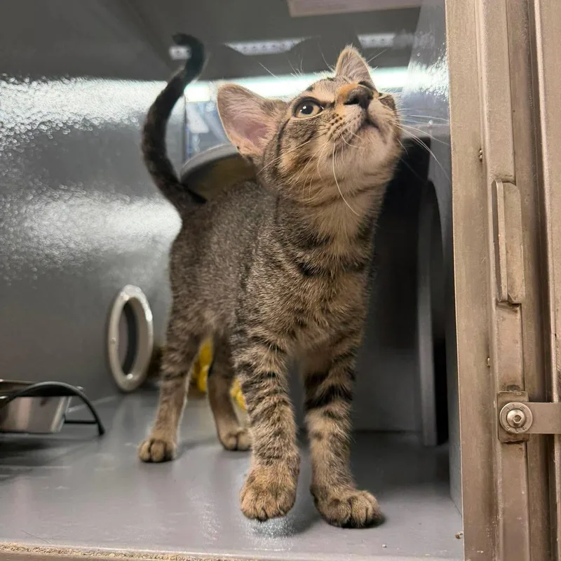 A young medium-sized male Tabby (Brown / Chocolate) Domestic Short Hair cat named Tristan for adoption in Royal Oak, MI