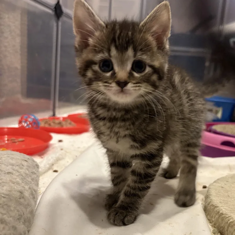 A baby medium-sized male Domestic Short Hair cat named Cairo for adoption in Chesapeake Beach, MD