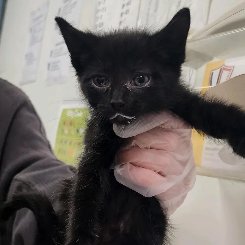 A baby small-sized female Black Domestic Long Hair cat named Andromeda for adoption in Charleston, WV