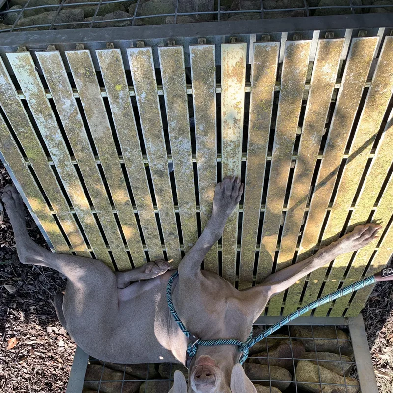 A young large-sized female Gray / Blue / Silver Weimaraner dog named Abigail for adoption in Birmingham, AL