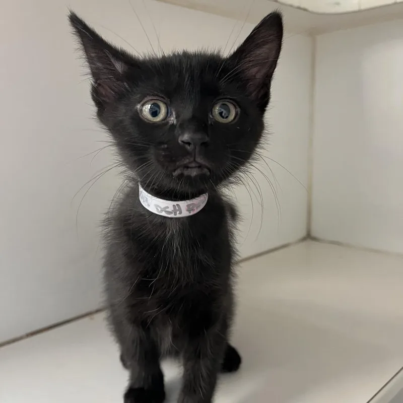 A baby small-sized female Black Domestic Short Hair cat named Indigo for adoption in Hawthorne, CA