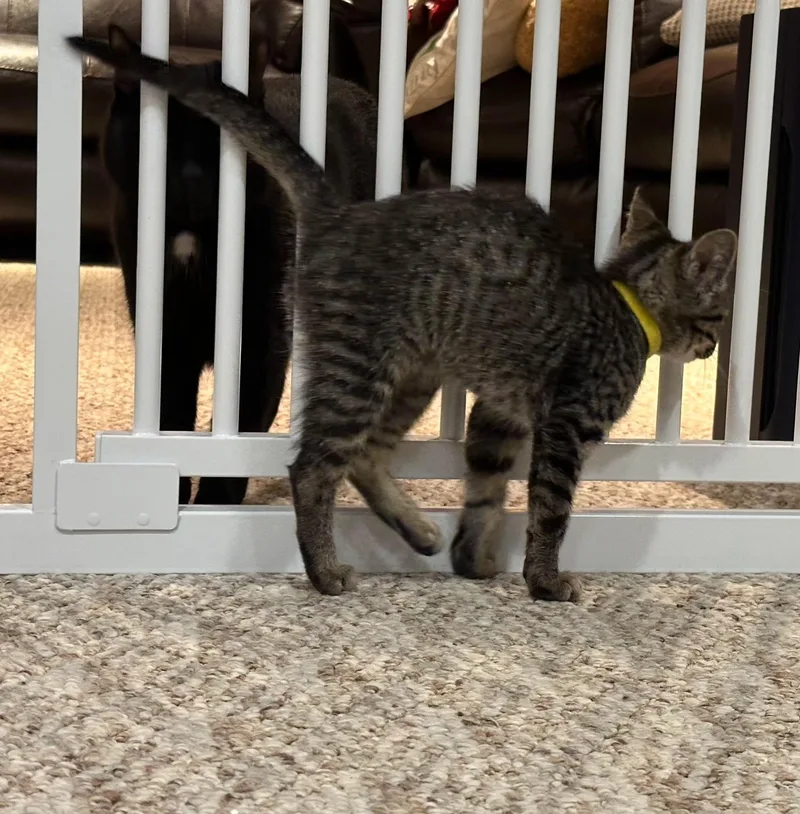 A baby small-sized female Tabby (Brown / Chocolate) Domestic Short Hair cat named Hela for adoption in Greenwood, IN