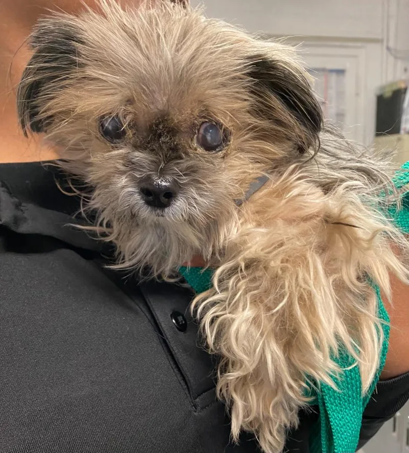 A senior small-sized female Brussels Griffon dog named Pippa for adoption in Ewing, NJ