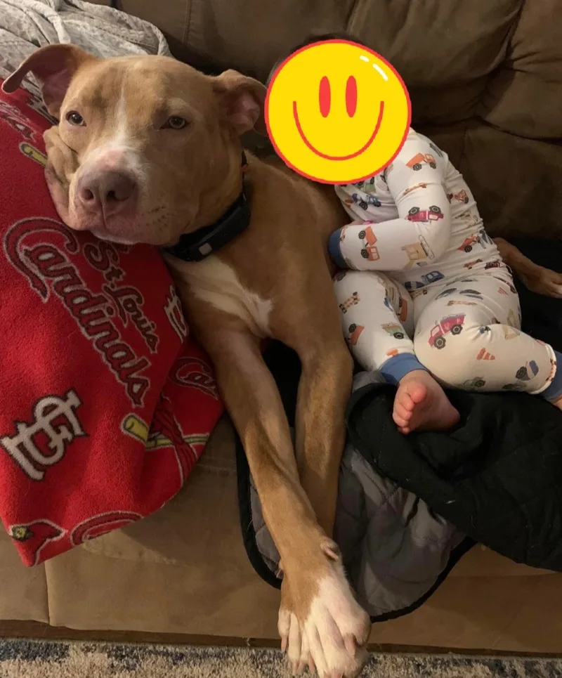 An adult large-sized male Brown / Chocolate Mixed Breed dog named Richard for adoption in Belleville, IL