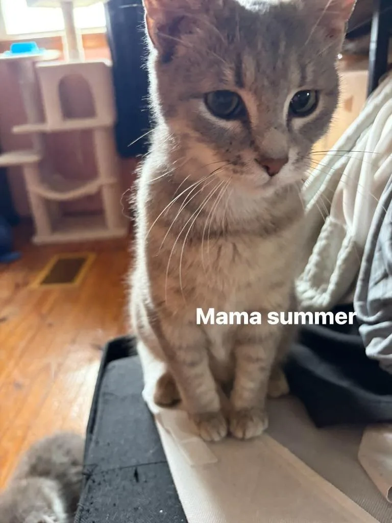 A young medium-sized female Domestic Short Hair cat named Summer for adoption in New Manchester, WV