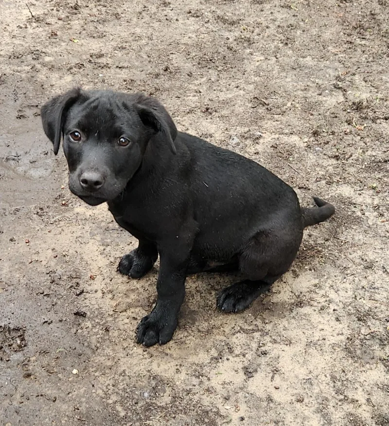 A baby medium-sized male Black Labrador Retriever dog named Joe for adoption in Liberty Center, OH
