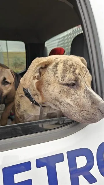 A young medium-sized female Pit Bull Terrier dog named Xienna for adoption in Casper, WY