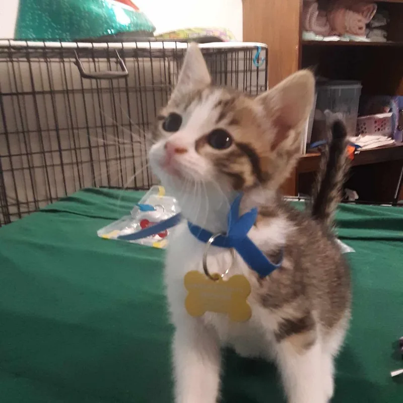 A baby small-sized female Brown / Chocolate Domestic Short Hair cat named Sasha for adoption in Gordonsville, TN