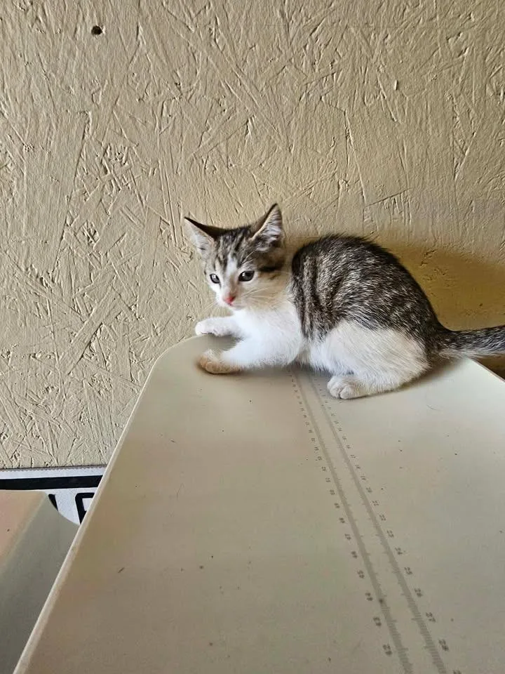 A baby small-sized male Domestic Short Hair cat named Kraken for adoption in Shelbyville, TN