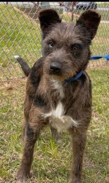 A young small-sized female Tricolor (Brown, Black, & White) Australian Terrier dog named Pepper for adoption in Washington, DC