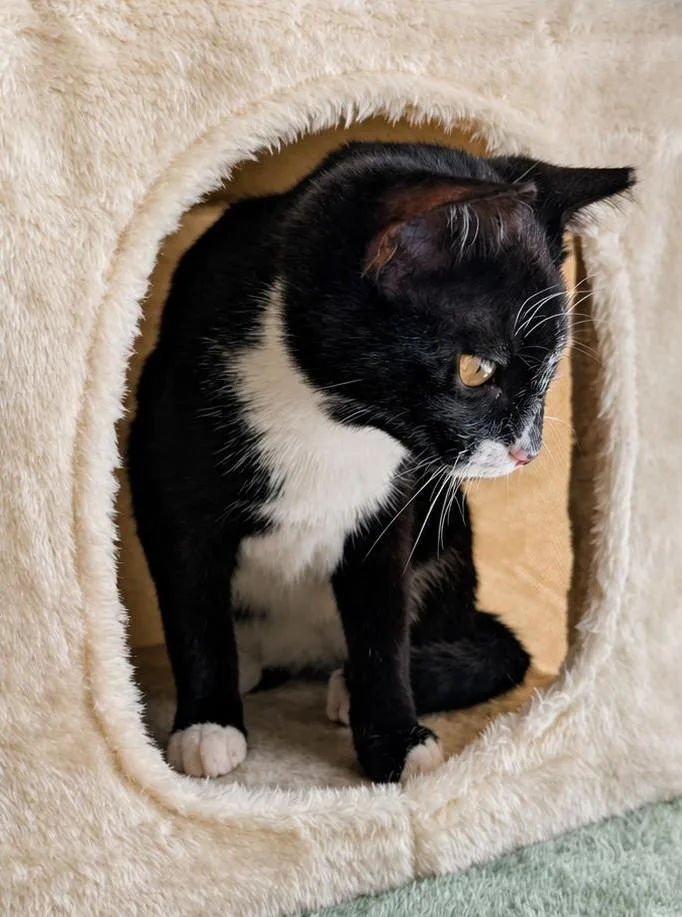 A baby medium-sized female Tuxedo cat named Keychain for adoption in Jamaica Plain, MA