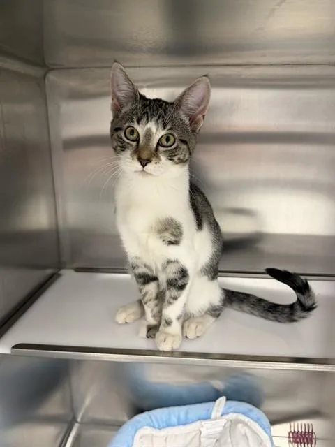 A baby small-sized female Domestic Short Hair cat named London for adoption in Naples, FL