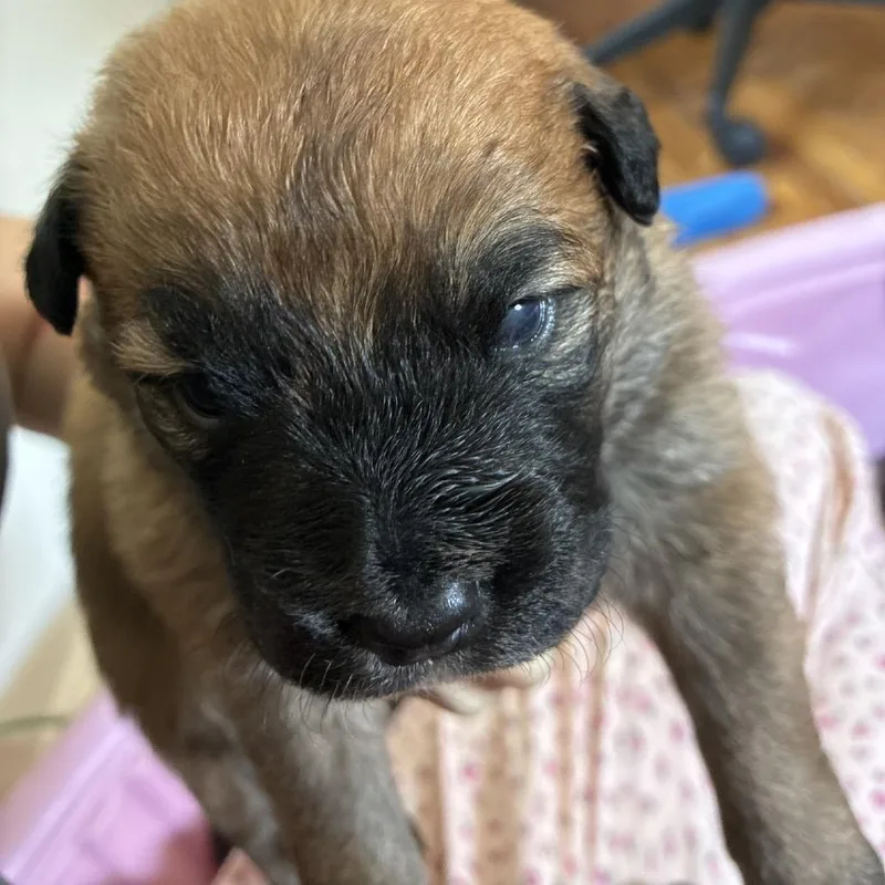 A baby medium-sized male Brown / Chocolate Mixed Breed dog named Mike for adoption in Tulsa, OK
