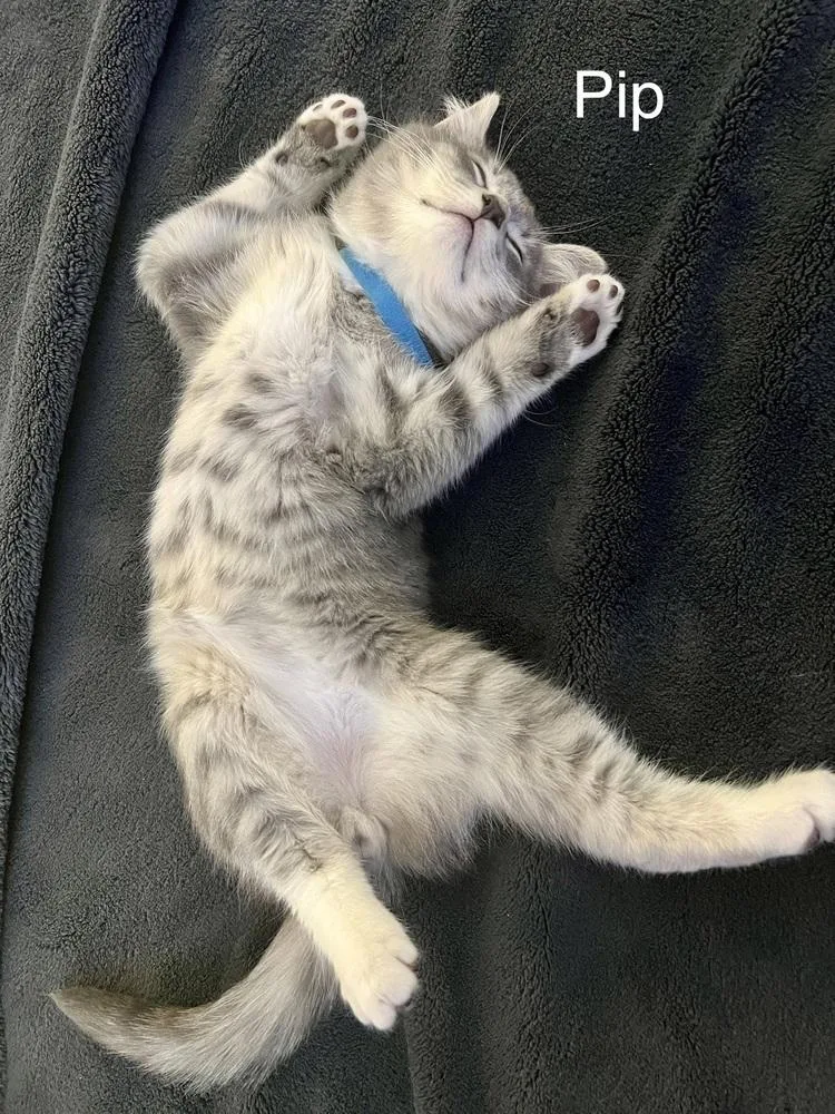 A baby small-sized male Gray & White Domestic Short Hair cat named Loki for adoption in Telford, PA