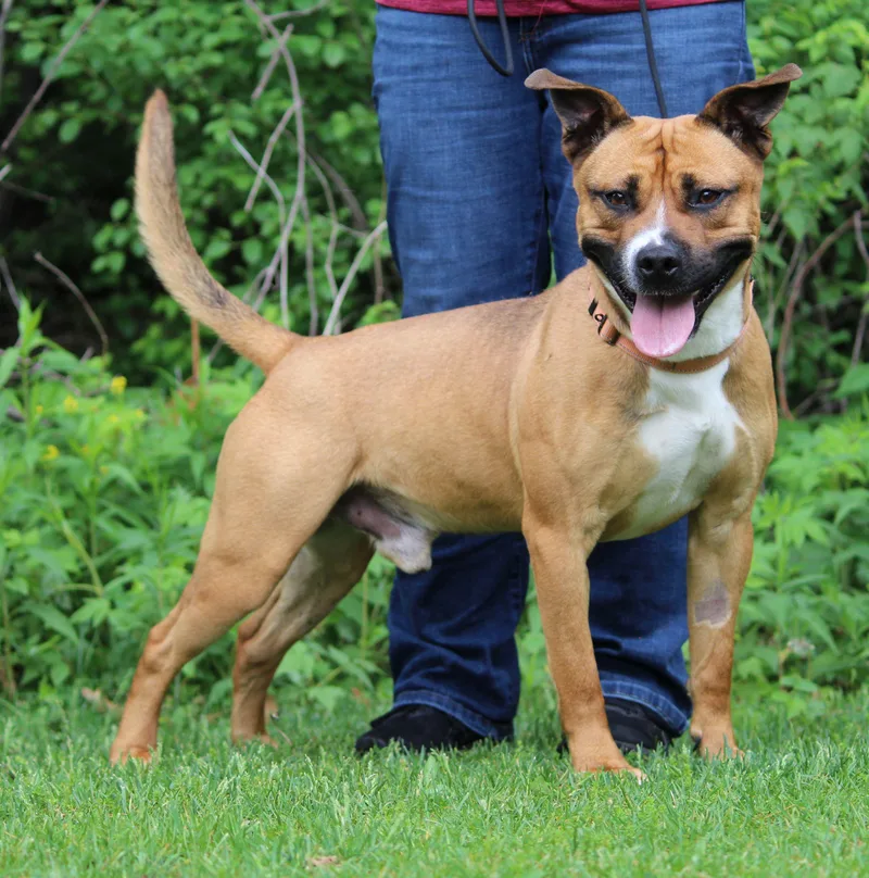 A young medium-sized male Tricolor (Brown, Black, & White) Pit Bull Terrier dog named Diesel for adoption in Portage, WI