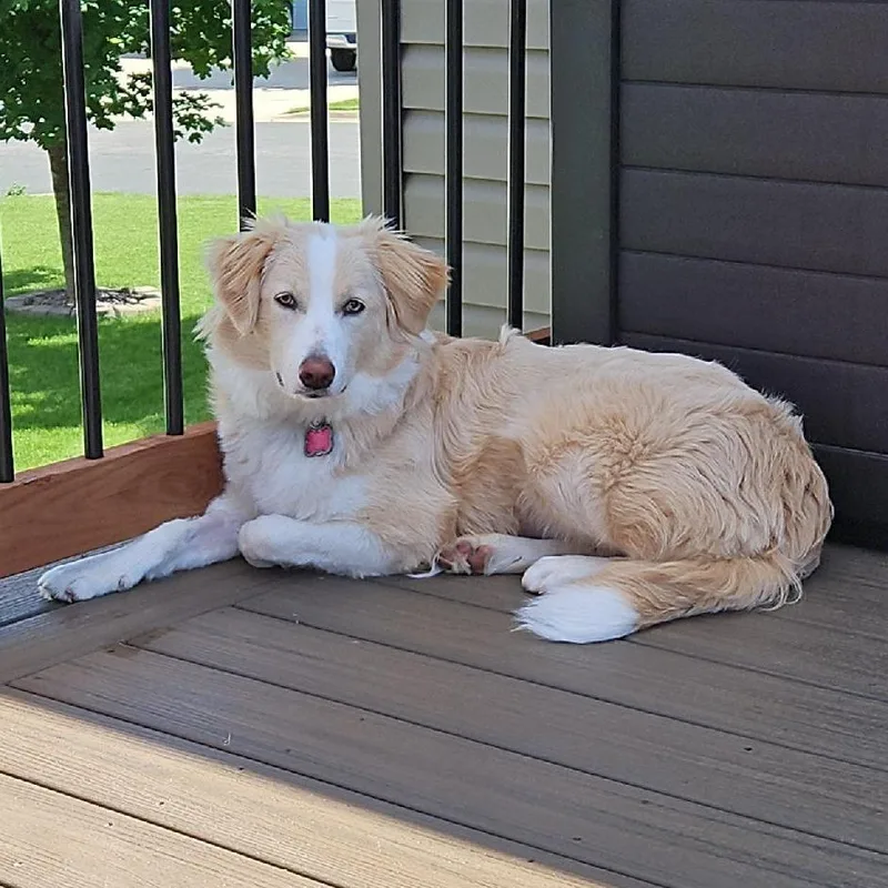 An adult large-sized female Australian Shepherd dog named Clover for adoption in Ada, MN