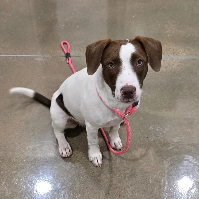 A baby medium-sized female White / Cream German Shorthaired Pointer dog named Lucy B. for adoption in Washburn, MO