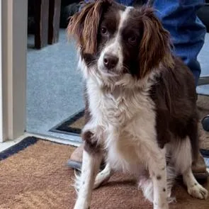 A young small-sized female Brown / Chocolate Border Collie dog named Zeppelin for adoption in Charlottesville, VA