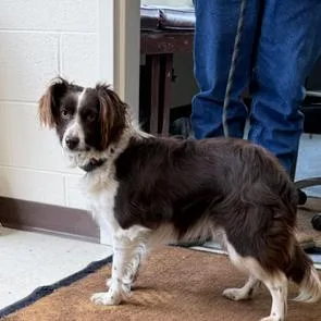 Zeppelin thumbnail 2