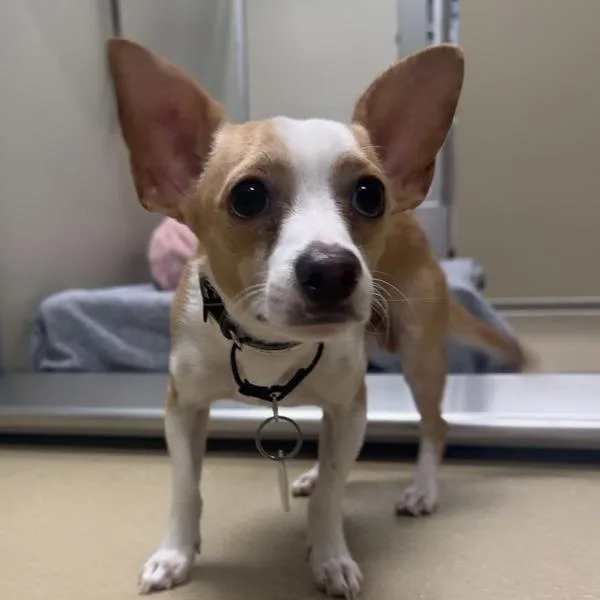 A young small-sized male Chihuahua dog named Peanut for adoption in Walnut Creek, CA