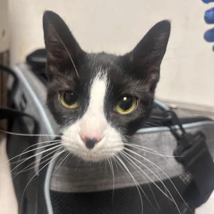 An adult medium-sized female Domestic Short Hair cat named Money for adoption in West Chester, PA