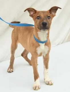 A young large-sized female Cattle Dog dog named Pookie for adoption in Kansas City, MO