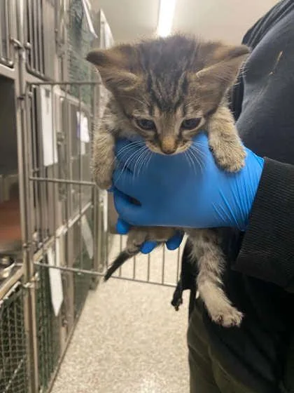 A baby small-sized female Domestic Short Hair cat named Forest Green Band for adoption in Gastonia, NC