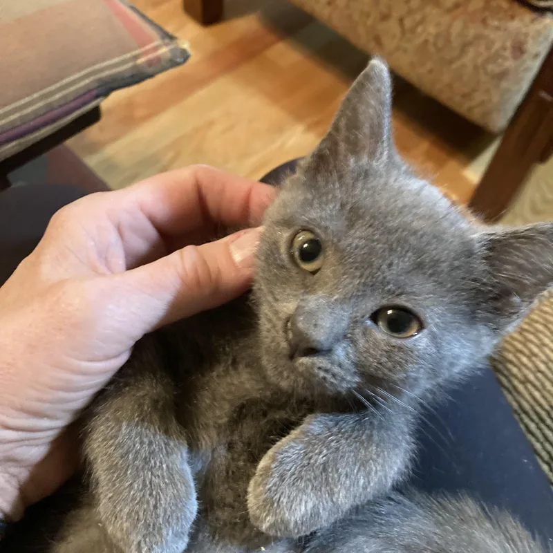 A baby medium-sized female Russian Blue cat named Nadia for adoption in Charlotte, NC