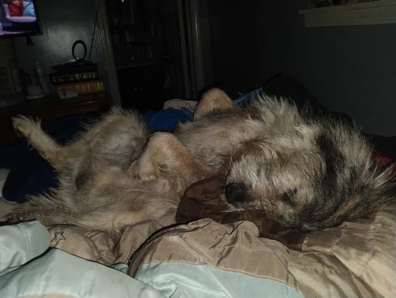 An adult medium-sized male Mixed Breed dog named Freddy for adoption in Monona, WI