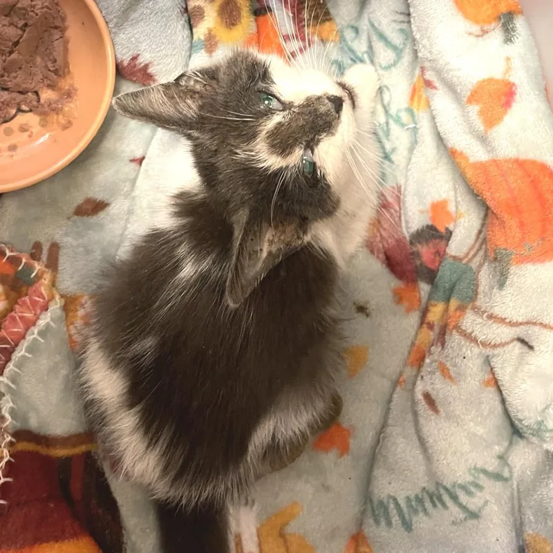 A baby small-sized female White Domestic Short Hair cat named Dahlia for adoption in Albert Lea, MN