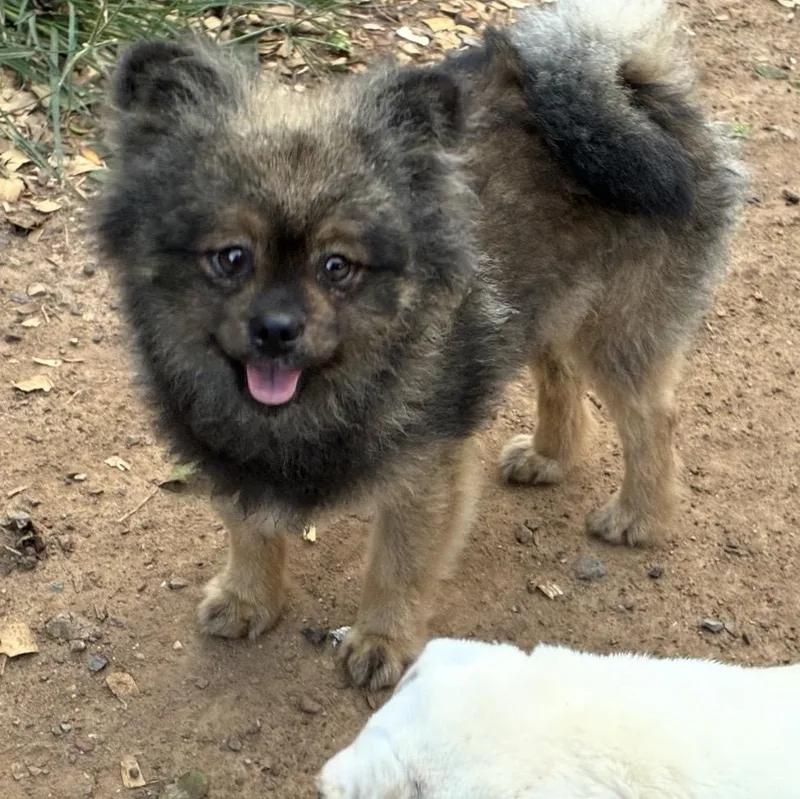 A young small-sized male Black Pomeranian dog named Baby Bear for adoption in Pelham, NH