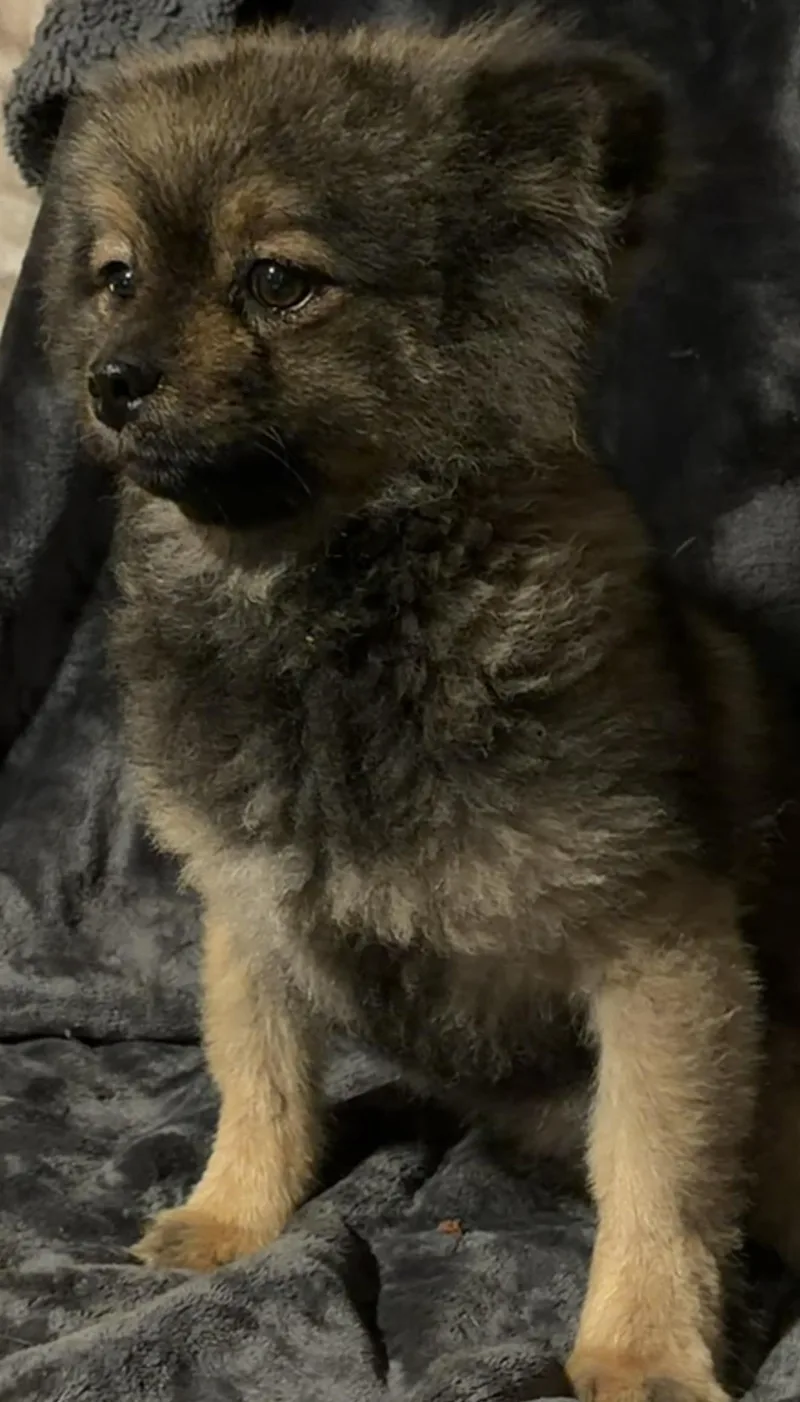 Baby Bear thumbnail 3