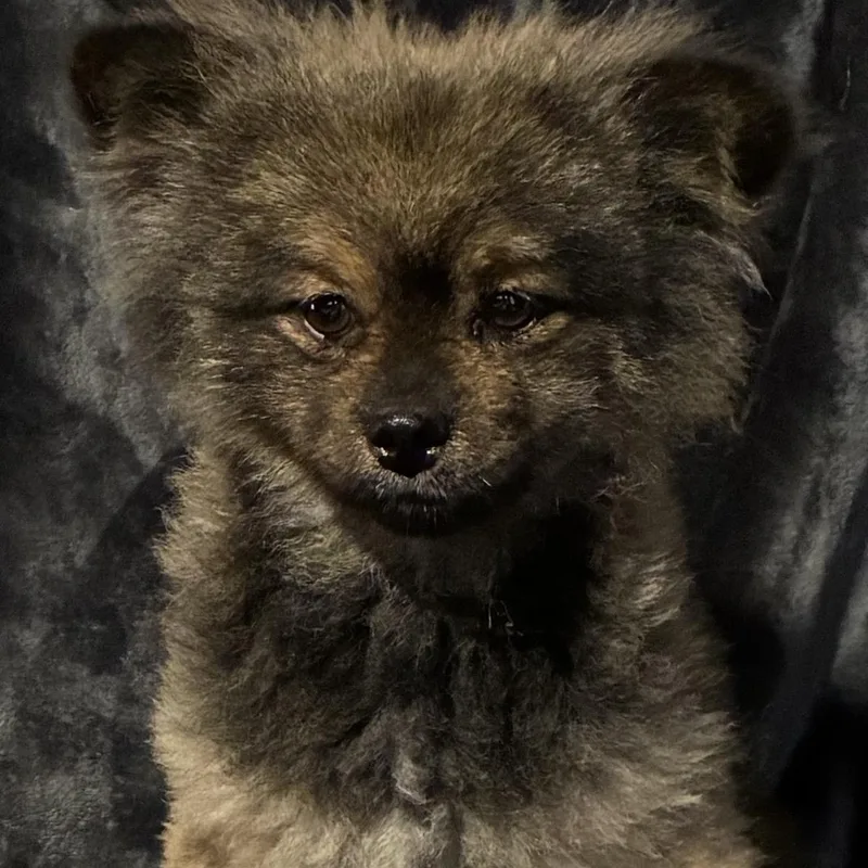 Baby Bear thumbnail 4