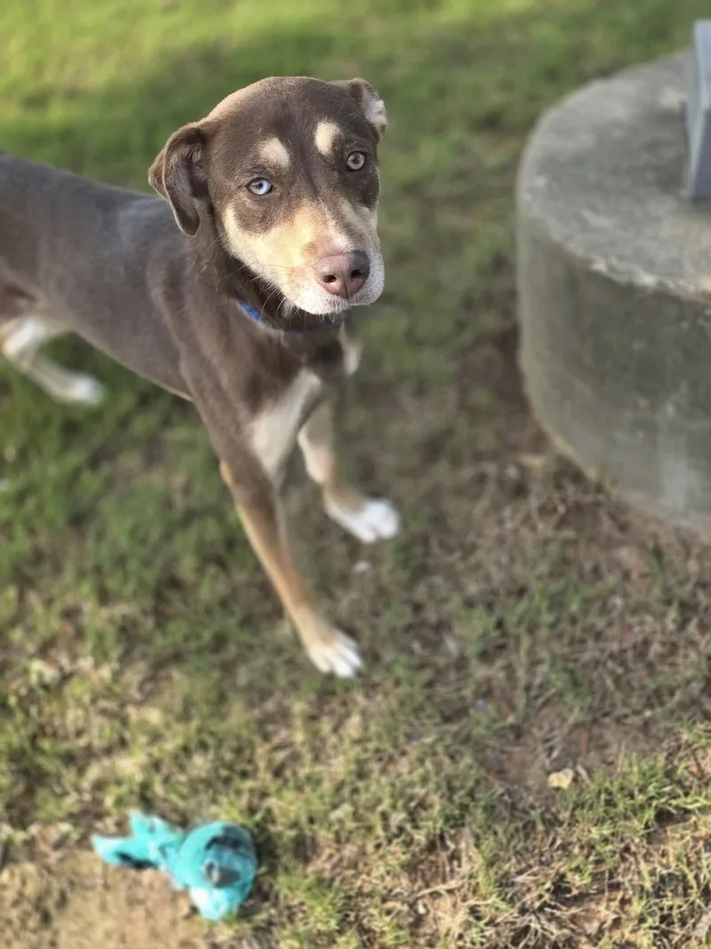 A baby medium-sized female Tricolor (Brown, Black, & White) Labrador Retriever dog named Brownie for adoption in Kennebunk , ME
